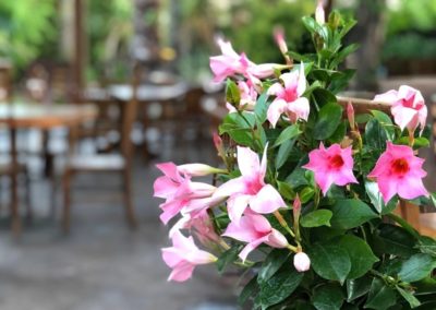 Pianta all'esterno del locale Buddha Smile Roma